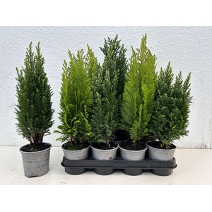 Coniferen overig gemengd