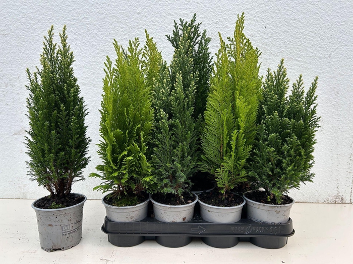 <h4>Coniferen overig gemengd</h4>