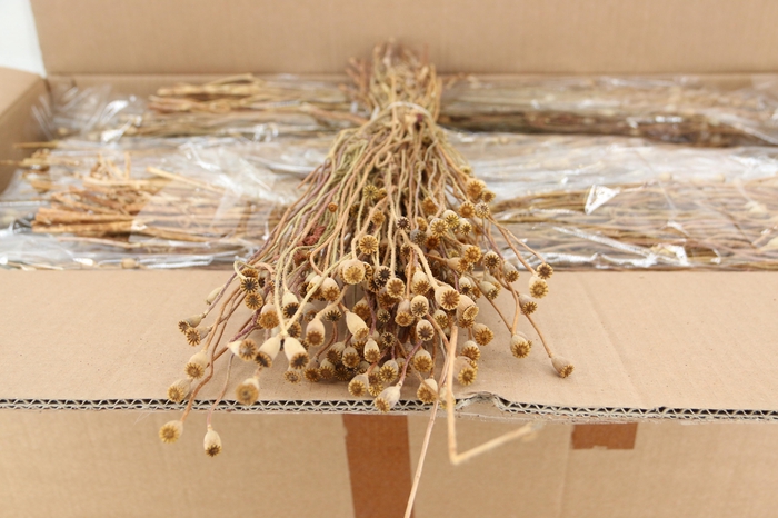 <h4>DF Papaver Small Bs Natural</h4>