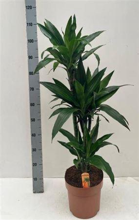 Dra Frag Janet Craig