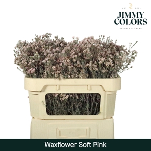 Waxflower L70 Klbh. Soft Pink