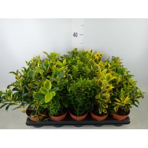 Euonymus japon.   ...mix