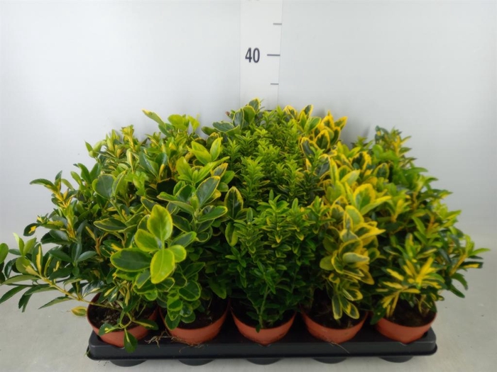 <h4>Euonymus japon.   ...mix</h4>