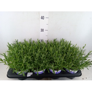 Lavandula angus. 'Hidcote'