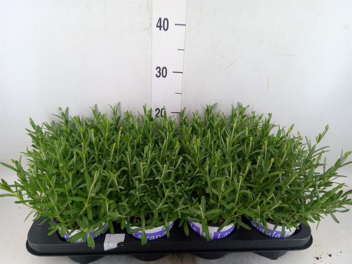 <h4>Lavandula angus. 'Hidcote'</h4>