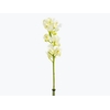 CYMBIDIUM HT 5/9 FLS BRANCO
