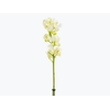 CYMBIDIUM HT 5/9 FLS BRANCO