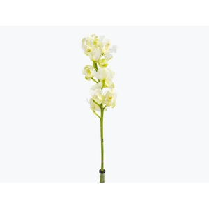 CYMBIDIUM HT 5/9 FLS BRANCO