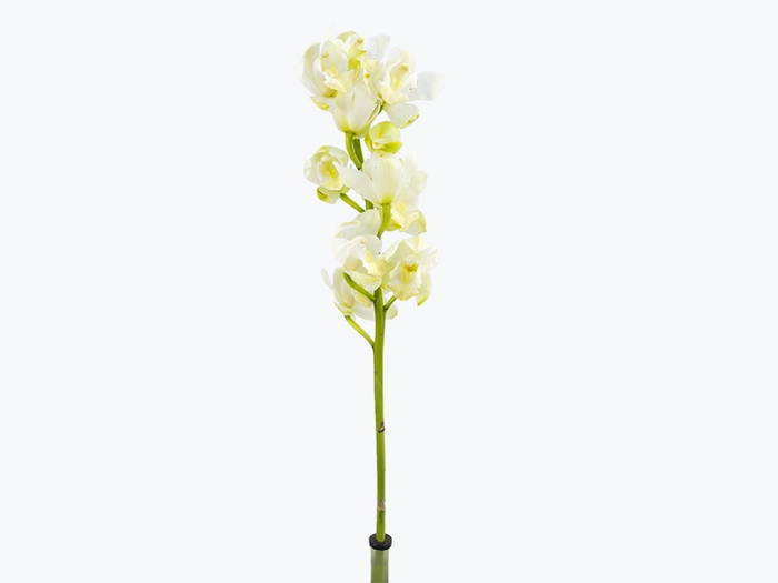 CYMBIDIUM HT 5/9 FLS BRANCO