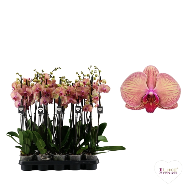 <h4>Phalaenopsis Golden Leopard - 3 tak 70cm</h4>