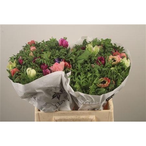 Anemone Levante Mixed In Bunch