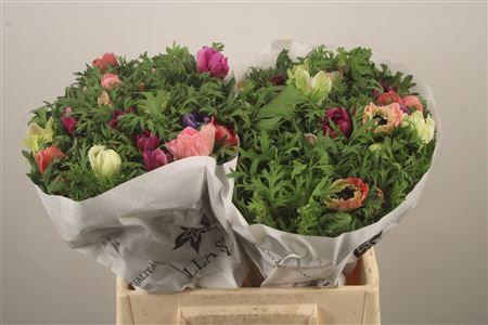 <h4>Anemone Levante Mixed In Bunch</h4>