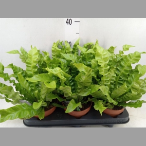 Asplenium nidus 'Crispy Wave'