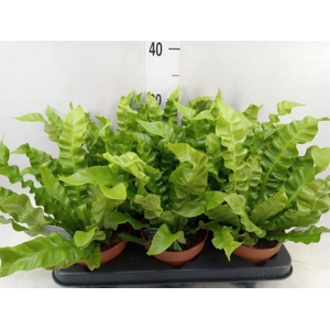 Asplenium nidus 'Crispy Wave'