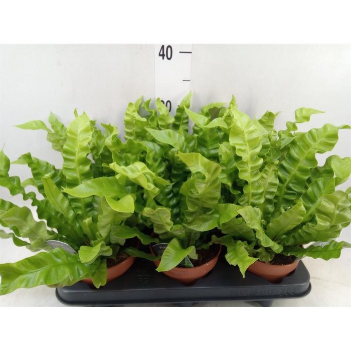 <h4>Asplenium nidus 'Crispy Wave'</h4>