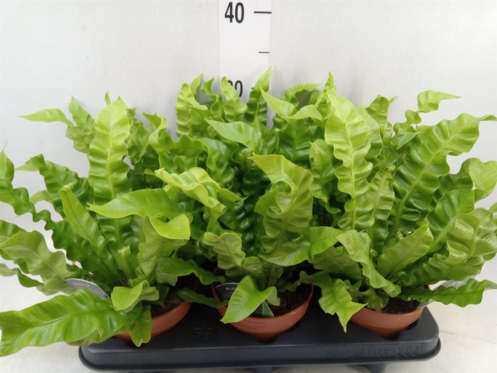 Asplenium nidus 'Crispy Wave'