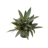 TRADESCANTIA SPATHACEA P11 VERDE