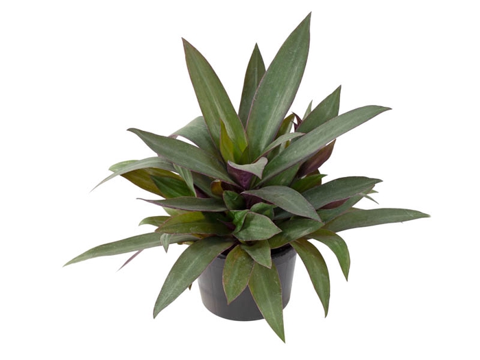 <h4>TRADESCANTIA SPATHACEA P11 VERDE</h4>