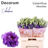 Lisianthus Alissa blue 70cm