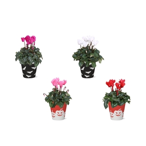 Collectie 'Tasty Bubble' - Cyclamen in Smartcup Vibe Halloween