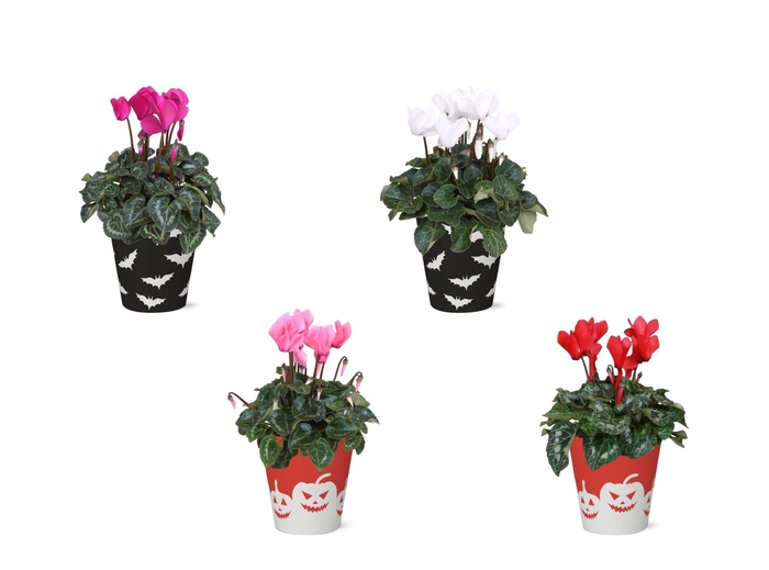 <h4>Collectie 'Tasty Bubble' - Cyclamen in Smartcup Vibe Halloween</h4>
