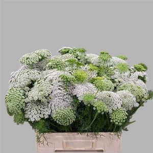 Ammi Visnaga