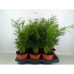 Chamaedorea elegans
