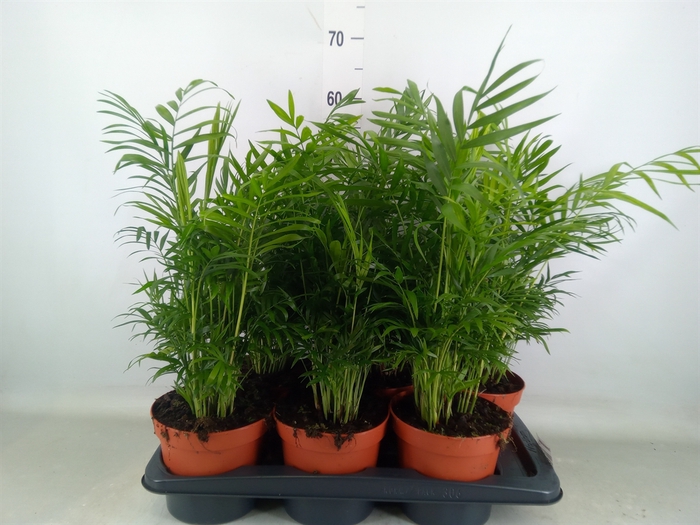 <h4>Chamaedorea elegans</h4>