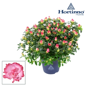 Hortinno® Home 'Primavera' 25 - 27 cm