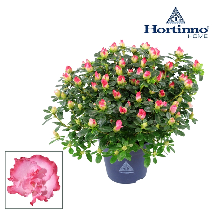 <h4>Hortinno® Home 'Primavera' 25 - 27 cm</h4>