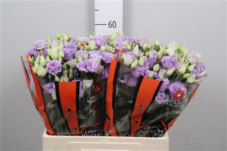 <h4>Eus G Corelli Lavender 65cm</h4>