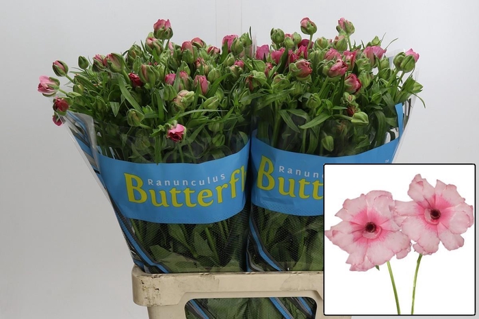 <h4>RAN BUTTERF JUPITER</h4>