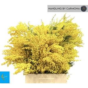 ACACIA BAILEYA BL BS