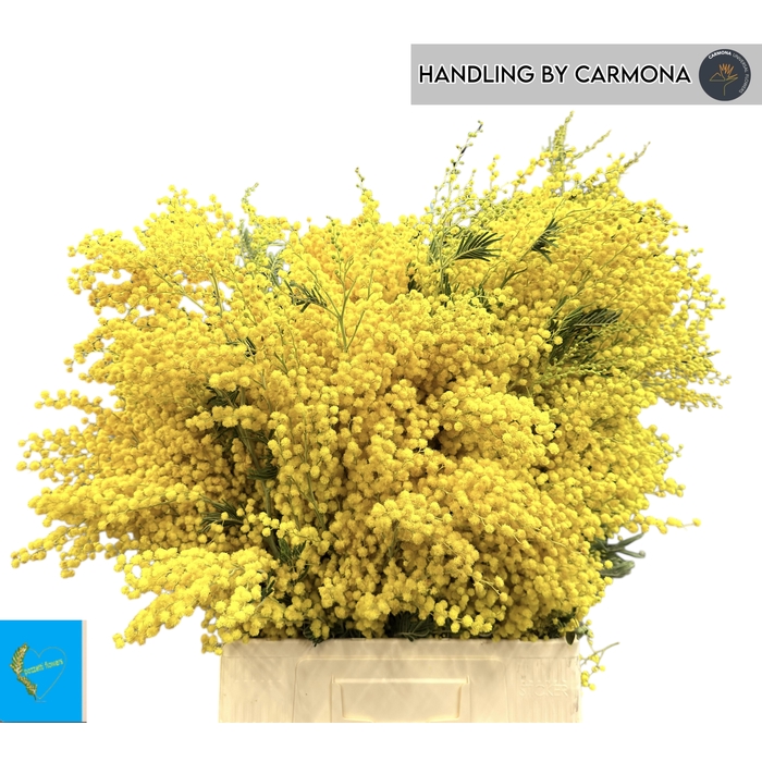 <h4>ACACIA BAILEYA BL BS</h4>