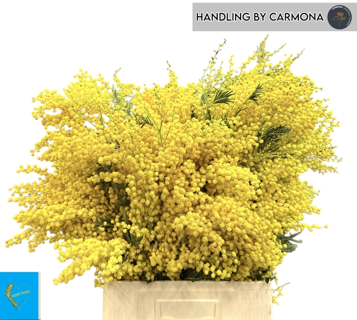 ACACIA BAILEYA BL BS