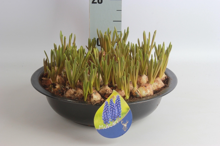 <h4>ARR MUSCARI</h4>