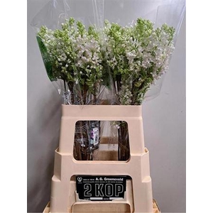 Syr V Mme Fl Stepman