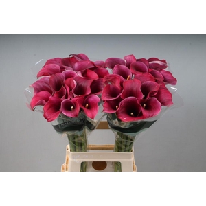 Zantedeschia captain promise
