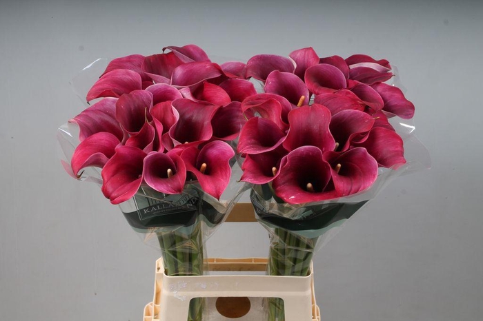 <h4>Zantedeschia captain promise</h4>