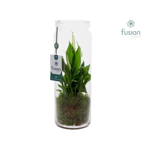 Glazen vaas met Spathiphyllum