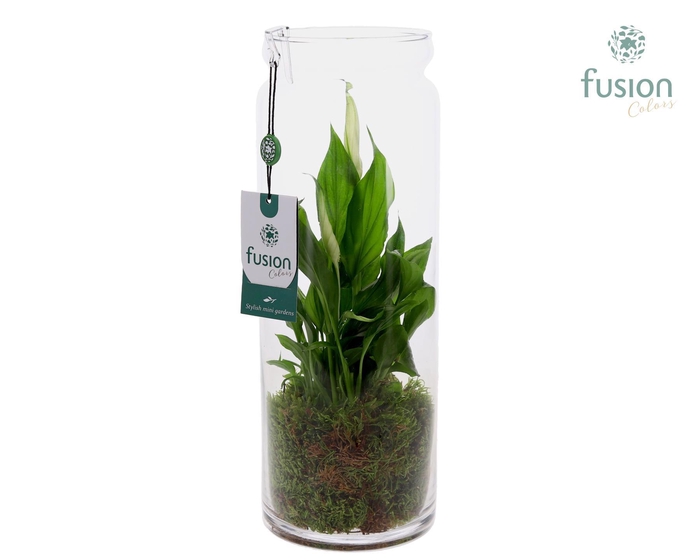 <h4>Glazen vaas met Spathiphyllum</h4>