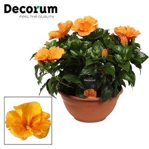 Decorum Hibiscus Jazz oranje dubbelbloemig SCHAAL