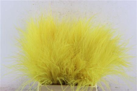 <h4>Dried Stypha Yellow(10 Toef) Bunch</h4>