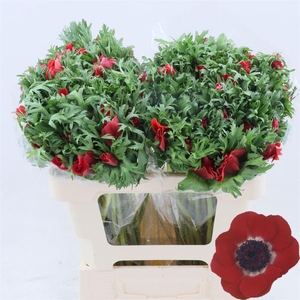 Anemone Galil Rood