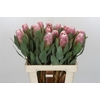 Protea Penny Pink
