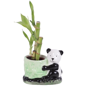 Lucky Bamboo Toef in Ceramic Pot Panda Ø10cm