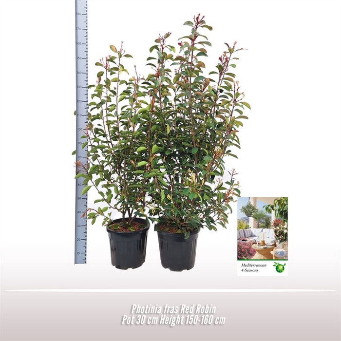 <h4>Photinia Fras. Red Robin struik</h4>