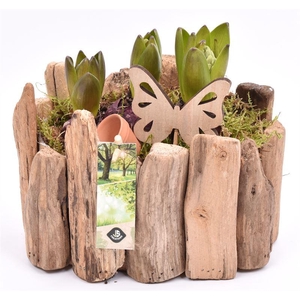 Druivenhout ovaal 21x14.5cm