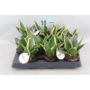 Sansevieria trifa. 'Hahnii'