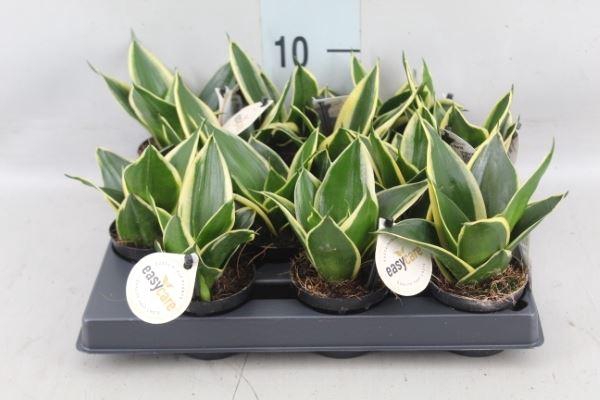 <h4>Sansevieria trifa. 'Hahnii'</h4>